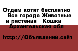 Отдам котят бесплатно  - Все города Животные и растения » Кошки   . Архангельская обл.